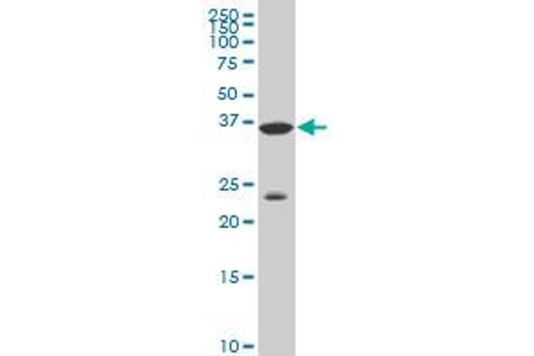 DLX3 antibody  (AA 1-287)