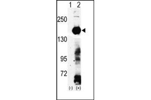Image no. 1 for anti-Lysine (K)-Specific Demethylase 4A (KDM4A) (N-Term) antibody (ABIN356585) (KDM4A antibody  (N-Term))