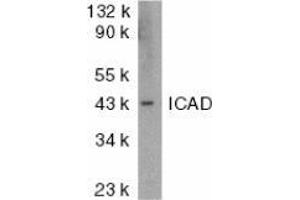Western blot analysis of ICAD in mouse lung tissue lysate with AP30398PU-N ICAD antibody at 1 μg/ml. (DFFA antibody  (N-Term))