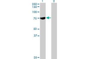 Western Blot analysis of SYTL3 expression in transfected 293T cell line by SYTL3 MaxPab polyclonal antibody.