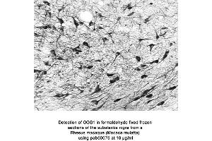 Image no. 2 for anti-8-Oxoguanine DNA Glycosylase (OGG1) (AA 1-100), (N-Term) antibody (ABIN363384) (OGG1 antibody  (N-Term))