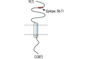 Chemokine (C-X3-C Motif) Ligand 1 (CX3CL1) peptide