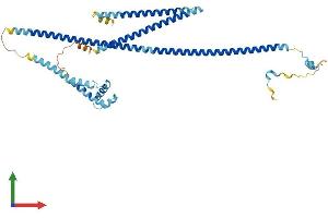 AlphaFold protein structure predicition of Human Recombinant CCDC112 Protein, UniprotID Q8NEF3 (CCDC112 Protein (AA 1-446) (His tag))