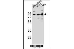 Western blot analysis in MDA-MB453,ZR-75-1,A549 cell line lysates (35ug/lane). (CTTNBP2NL antibody  (N-Term))