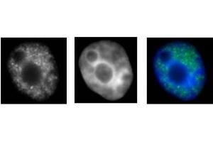 RNA pol II CTD Ser2ph / Ser5ph antibody (mAb) (Clone 1A12G10) tested by immunofluorescence. (RNA Pol II CTD Ser2ph / Ser5ph (pSer2), (pSer5) antibody)