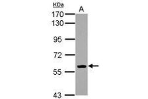 Image no. 1 for anti-Early B-Cell Factor 1 (EBF1) (AA 57-317) antibody (ABIN1497945) (EBF1 antibody  (AA 57-317))