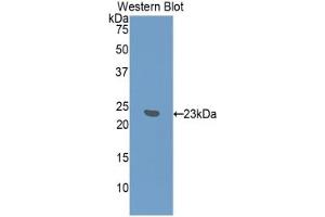 Detection of Recombinant IFNa7, Mouse using Polyclonal Antibody to Interferon Alpha 7 (IFNa7) (IFNA7 antibody  (AA 24-190))