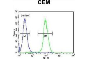 Flow cytometric analysis of CEM cells using LIPC / Hepatic lipase Antibody (N-term) Cat. (LIPC antibody  (N-Term))