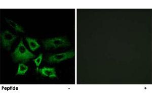 Immunofluorescence analysis of A-549 cells, using NT5C1A polyclonal antibody .