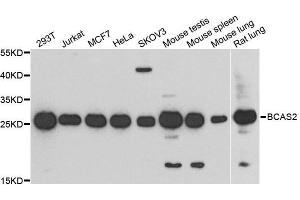 Western blot analysis of extracts of various cell lines, using BCAS2 antibody.