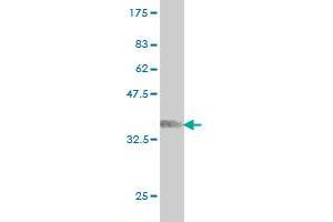 Western Blot detection against Immunogen (36. (ARAF antibody  (AA 151-250))