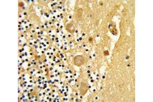 IHC analysis of FFPE human cerebellum stained with GARP antibody (LRRC32 antibody  (AA 234-260))