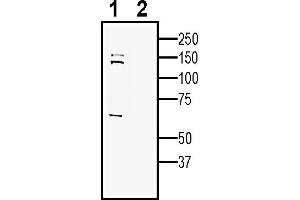 Western blot analysis of human SH-SY5Y neuroblastoma cell line lysate:1.