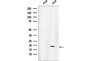 anti-Glutaredoxin 2 (GRX2) (Internal Region) antibody