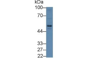 Western Blotting (WB) image for anti-Lipopolysaccharide Binding Protein (LBP) (AA 226-480) antibody (ABIN7433612)