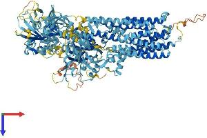 ATPase Type 13A4 (ATP13A4) (AA 1-1196) protein (His tag)