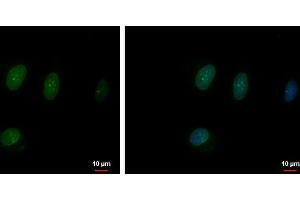 ICC/IF Image TFEC antibody [N1], N-term detects TFEC protein at nucleus by immunofluorescent analysis.