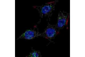 Immunofluorescence (IF) image for anti-SREBF chaperone (SCAP) antibody (ABIN3003807) (SREBF chaperone antibody)