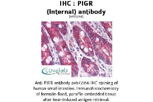 Image no. 1 for anti-Polymeric Immunoglobulin Receptor (PIGR) (Internal Region) antibody (ABIN1738098) (PIGR antibody  (Internal Region))