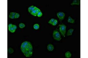 Immunofluorescent analysis of MCF-7 cells using ABIN7174356 at dilution of 1:100 and Alexa Fluor 488-congugated AffiniPure Goat Anti-Rabbit IgG(H+L) (USP7 antibody  (C-Term))