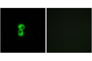 Immunofluorescence analysis of MCF7 cells, using OR1D4/5 Antibody. (OR1D4/5 antibody  (AA 200-249))