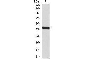 Western blot analysis using BMP7 mAb against human BMP7 (AA: 239-431) recombinant protein.