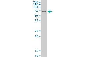 HSPA1B monoclonal antibody (M05), clone 2D11. (HSPA1B antibody  (AA 531-611))