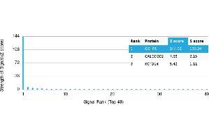 Protein Array (PAr) image for anti-GTP Cyclohydrolase I Feedback Regulator (GCHFR) antibody (ABIN7456204) (GCHFR antibody)
