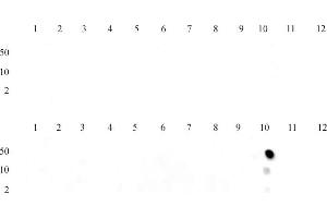 Specificity Data: Dot blot analysis was used to confirm the specificity of Histone H3 monomethyl Lys36 antibody for monomethyl-lysine 36 of histone H3. (Histone 3 antibody  (meLys36))