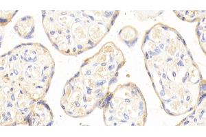 Detection of APOH in Human Placenta Tissue using Polyclonal Antibody to Apolipoprotein H (APOH) (APOH antibody  (AA 22-345))