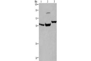 Western Blotting (WB) image for anti-Estrogen Receptor 1 (ESR1) antibody (ABIN2430023) (Estrogen Receptor alpha antibody)