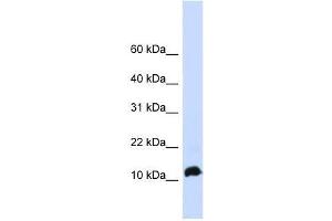 NHLH1 antibody used at 0. (NHLH1 antibody  (Middle Region))