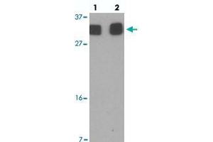 Western blot analysis of RILPL2 in A-549 cell lysate with RILPL2 polyclonal antibody  at (1) 1 and (2) 2 ug/mL. (RILPL2 antibody  (Internal Region))