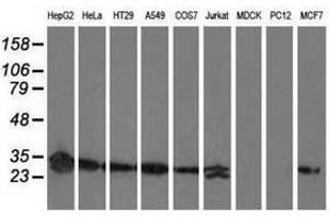 Image no. 2 for anti-Sepiapterin Reductase (SPR) antibody (ABIN1501113) (SPR antibody)