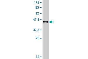 Western Blot detection against Immunogen (46. (RAP1A antibody  (AA 1-184))