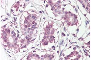 Anti-HOXC10 antibody IHC staining of human breast. (HOXC10 antibody  (N-Term))
