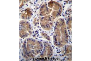 SYPL1 Antibody (N-term) immunohistochemistry analysis in formalin fixed and paraffin embedded human stomach tissue followed by peroxidase conjugation of the secondary antibody and DAB staining. (SYPL1 antibody  (N-Term))