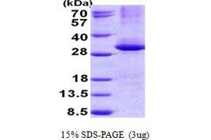 CPSF4 Protein (His tag)