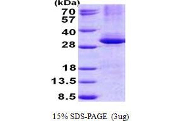 CPSF4 Protein (His tag)