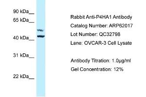 Western Blotting (WB) image for anti-Prolyl 4-Hydroxylase, alpha Polypeptide I (P4HA1) (Middle Region) antibody (ABIN971346) (P4HA1 antibody  (Middle Region))