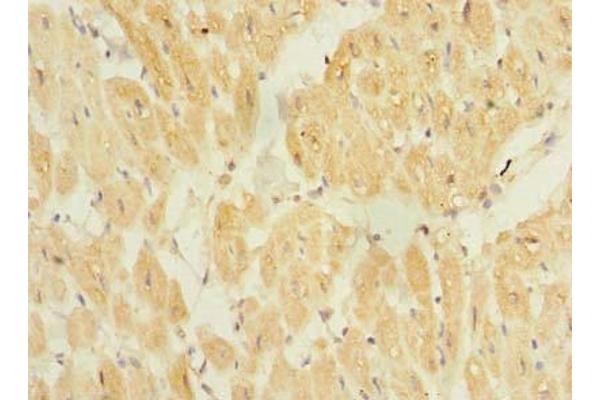 TP53TG5 antibody  (AA 1-290)