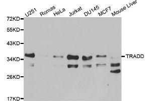 Western blot analysis of extracts of various cell lines, using TRADD antibody (ABIN5970493) at 1/1000 dilution. (TRADD antibody)
