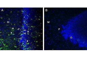 Expression of MERTK in rat cerebellumImmunohistochemical staining of perfusion-fixed frozen rat brain sections with Anti-MERTK (extracellular) Antibody (ABIN7042974, ABIN7045326 and ABIN7045327), (1:300), followed by goat anti rabbit conjugated with Alexa 488 (green).