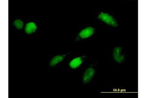 Immunofluorescence of purified MaxPab antibody to ISGF3G on HeLa cell.