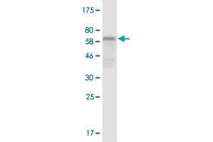 Western Blot detection against Immunogen (57. (RCN2 antibody  (AA 24-317))