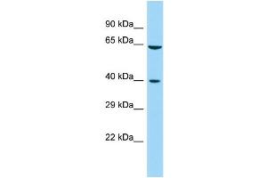Host: Rabbit Target Name: FAM172A Sample Type: Fetal Kidney lysates Antibody Dilution: 1. (Fam172a antibody  (Middle Region))
