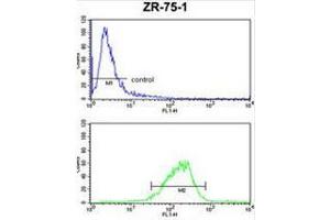 COX6A1 Antibody (Center) FC analysis of ZR-75-1 cells (bottom histogram) compared to a negative control cell (top histogram). (Complex IV Subunit VIaL (AA 57-86), (Middle Region) antibody)