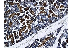 Formalin-fixed and paraffin embedded rat submandibular gland labeled with Anti-GnRHR Polyclonal Antibody, Unconjugated followed by conjugation to the secondary antibody and DAB staining (GNRHR antibody  (AA 201-328))