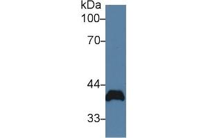 Western blot analysis of Rat Heart lysate, using Rat PVR Antibody (2 µg/ml) and HRP-conjugated Goat Anti-Rabbit antibody ( (Poliovirus Receptor antibody  (AA 22-255))