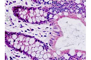 Anti-SAR1A / SAR1 antibody IHC staining of human small intestine. (SAR1A antibody  (AA 128-158))